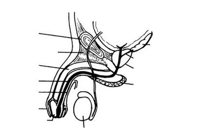 structura penisului